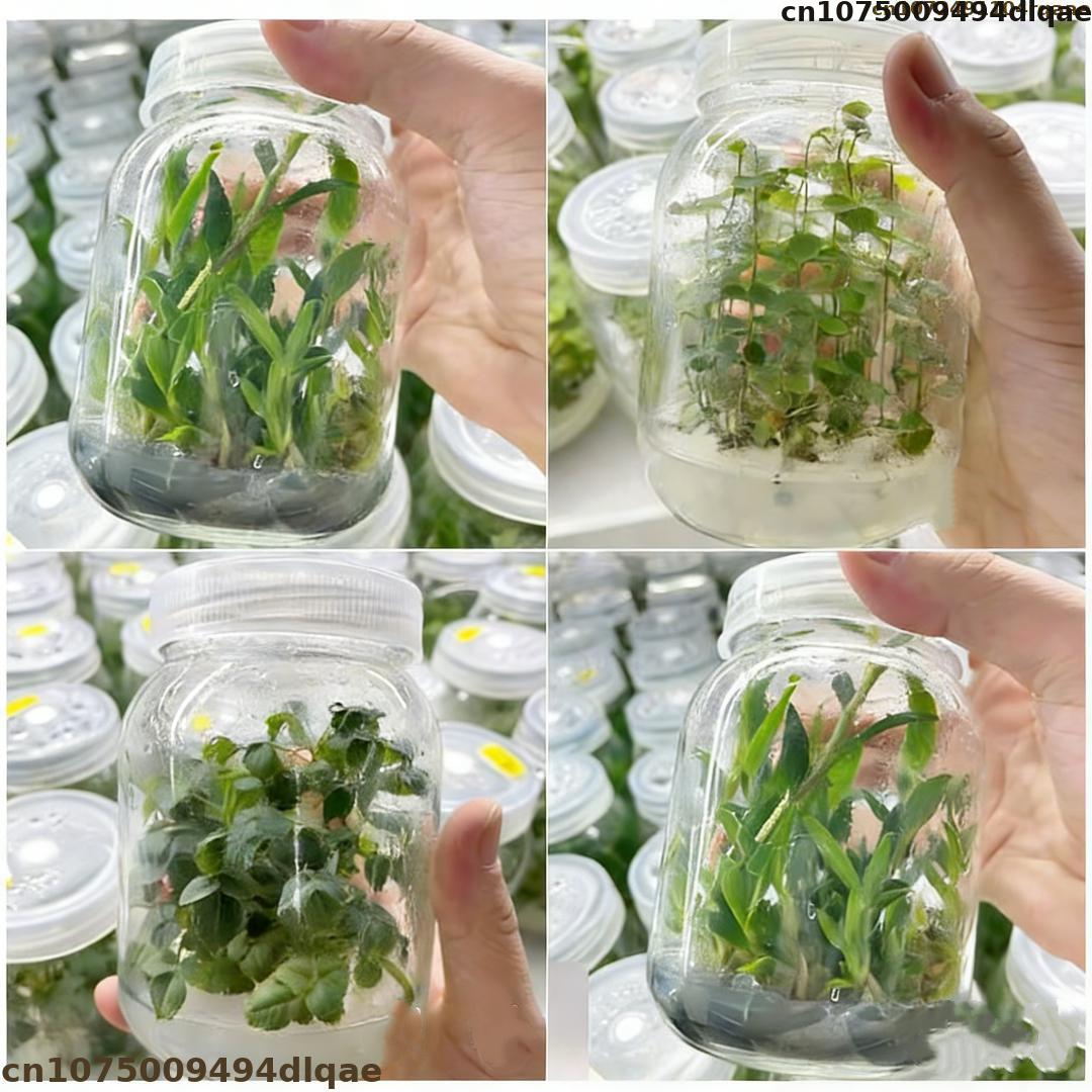Agar Tissue Culture - ผงวุ้นเพาะเลี้ยงเนื้อเยื่อพืช ความแข็งแรงของเจลสูง เกรดห้องปฏิบัติการ ใช้ร่วมกับวัสดุเพาะเลี้ยง MS ได้