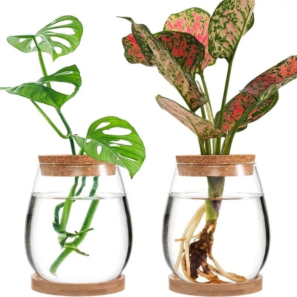 กระถางดอกไม้ไฮโดรโพนิกใสพร้อมถ - Propagation Station Vase บทวิจารณ์และราคา