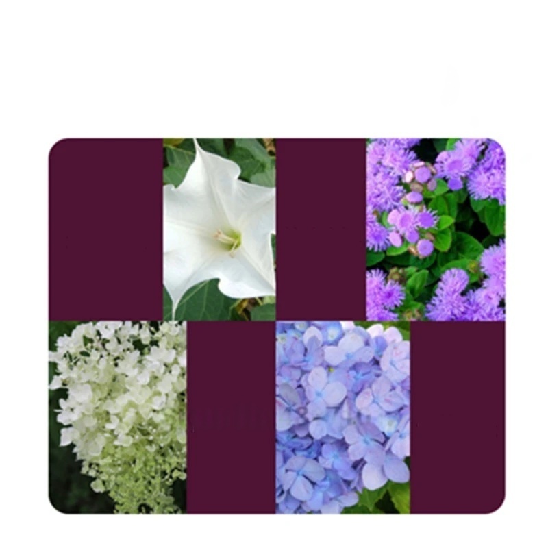 ผงฮอร์โมนเร่งราก 2 ถุง ปุ๋ยเร่ - Rooting Hormone Powder บทวิจารณ์และราคา