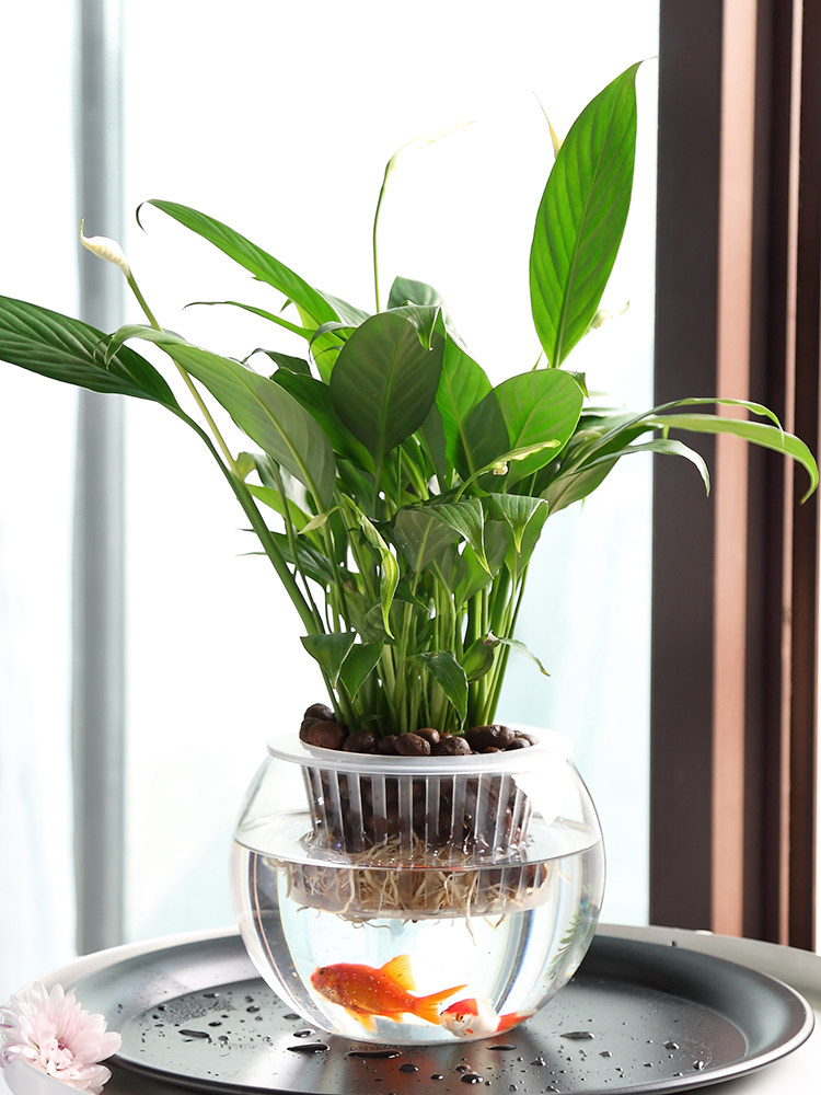 แจกันแก้วไฮโดรโปนิกส์ แจกันแก้ - Propagation Station Vase บทวิจารณ์และราคา